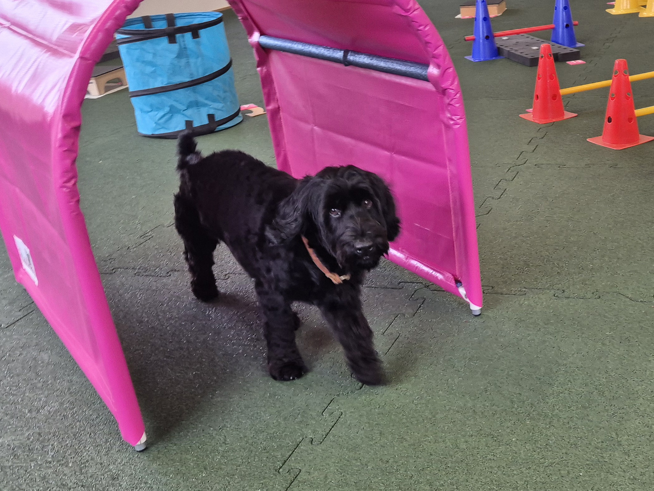 Schwarzer Cockapoo läuft durch einen pinken Tunnel