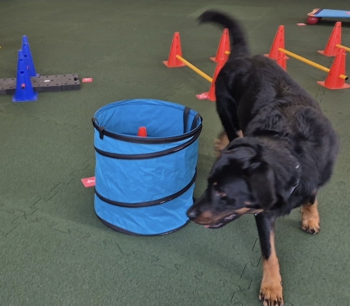 Impression aus dem Hundetraining – Foto 1
