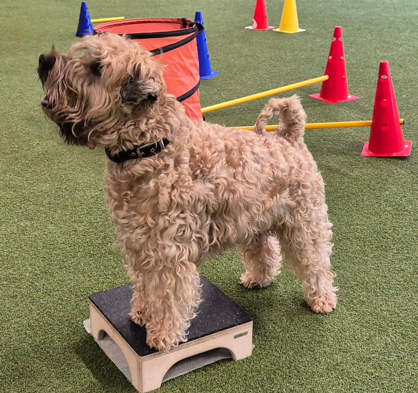 Impression aus dem Hundetraining – Foto 2