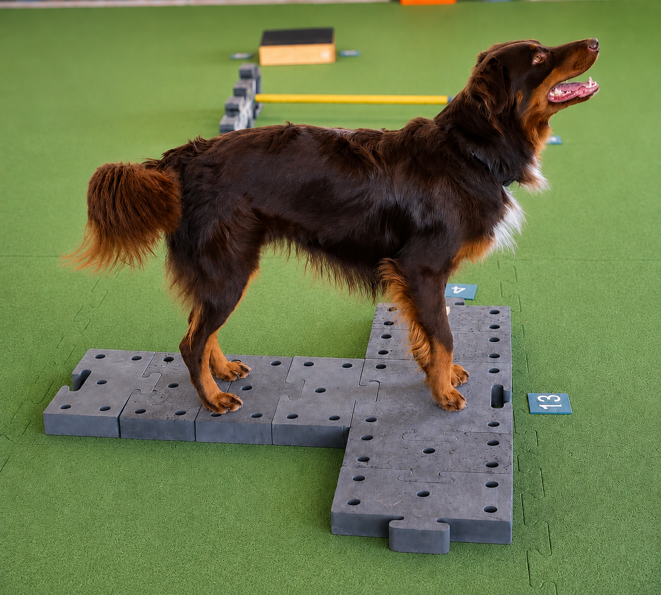 Impression aus dem Hundetraining – Foto 3
