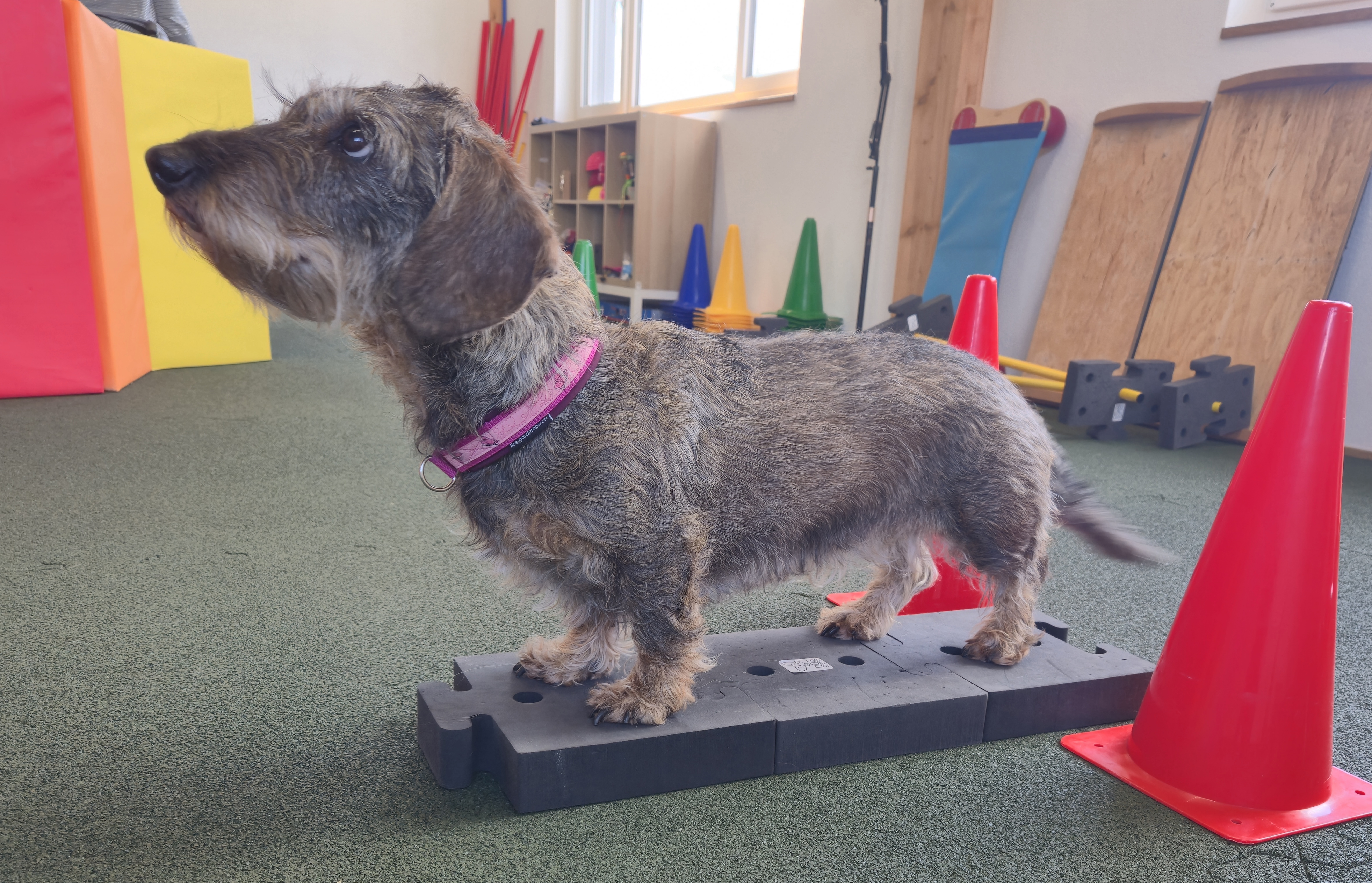 Impression aus dem Hundetraining – Foto 5