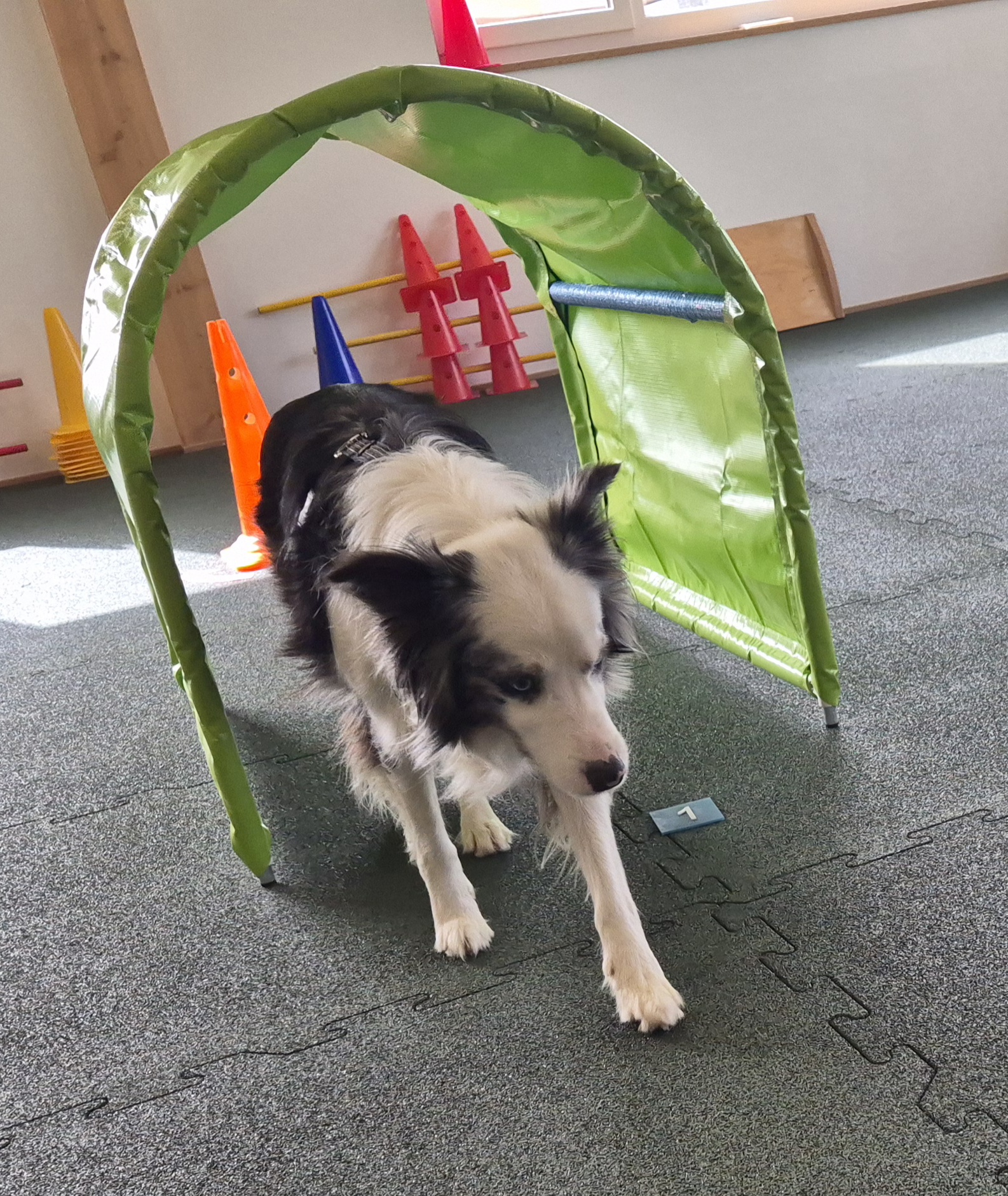 Border Collie kommt durch den grünen Tunnel