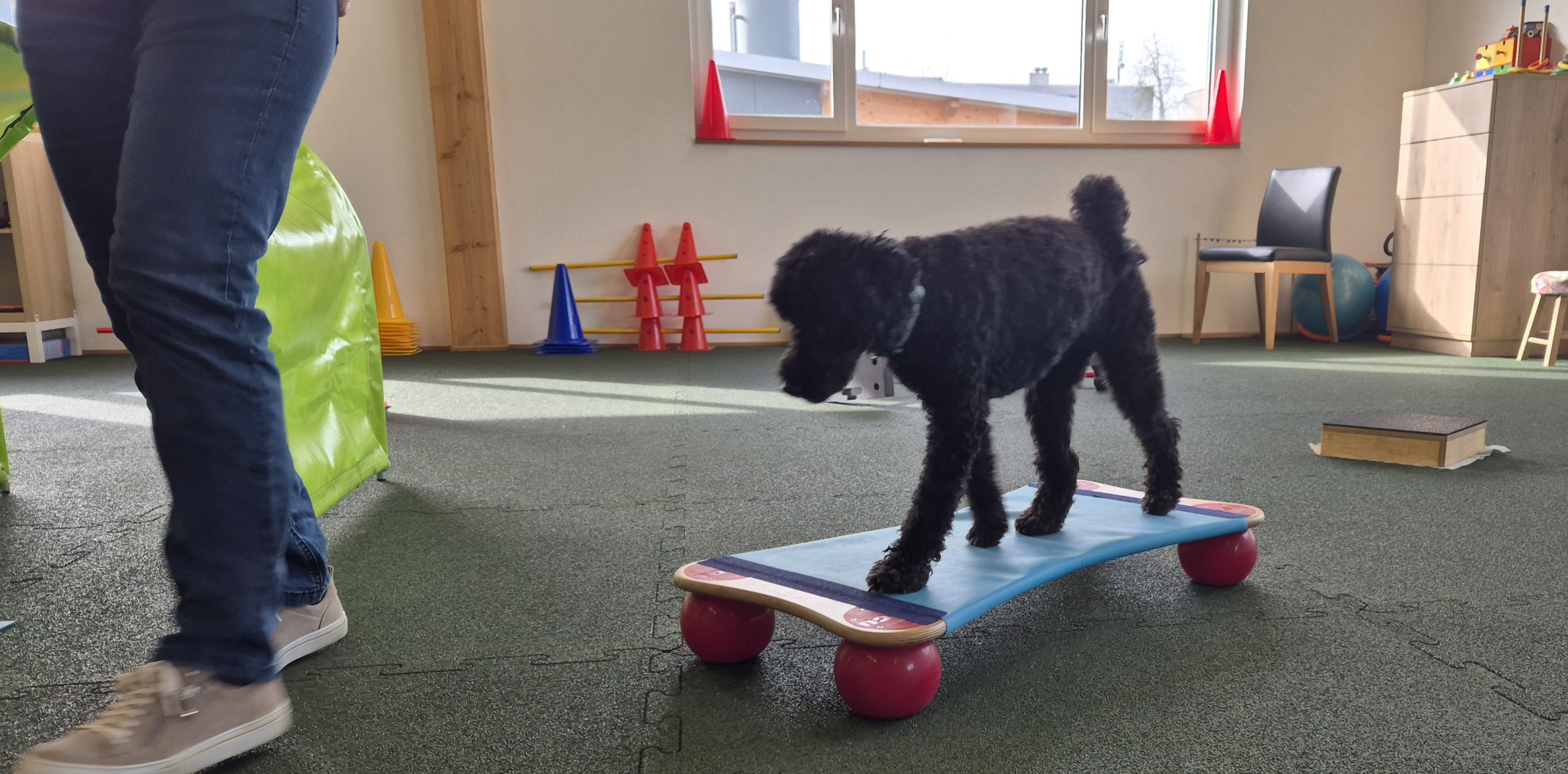 Impression aus dem Hundetraining – Foto 8