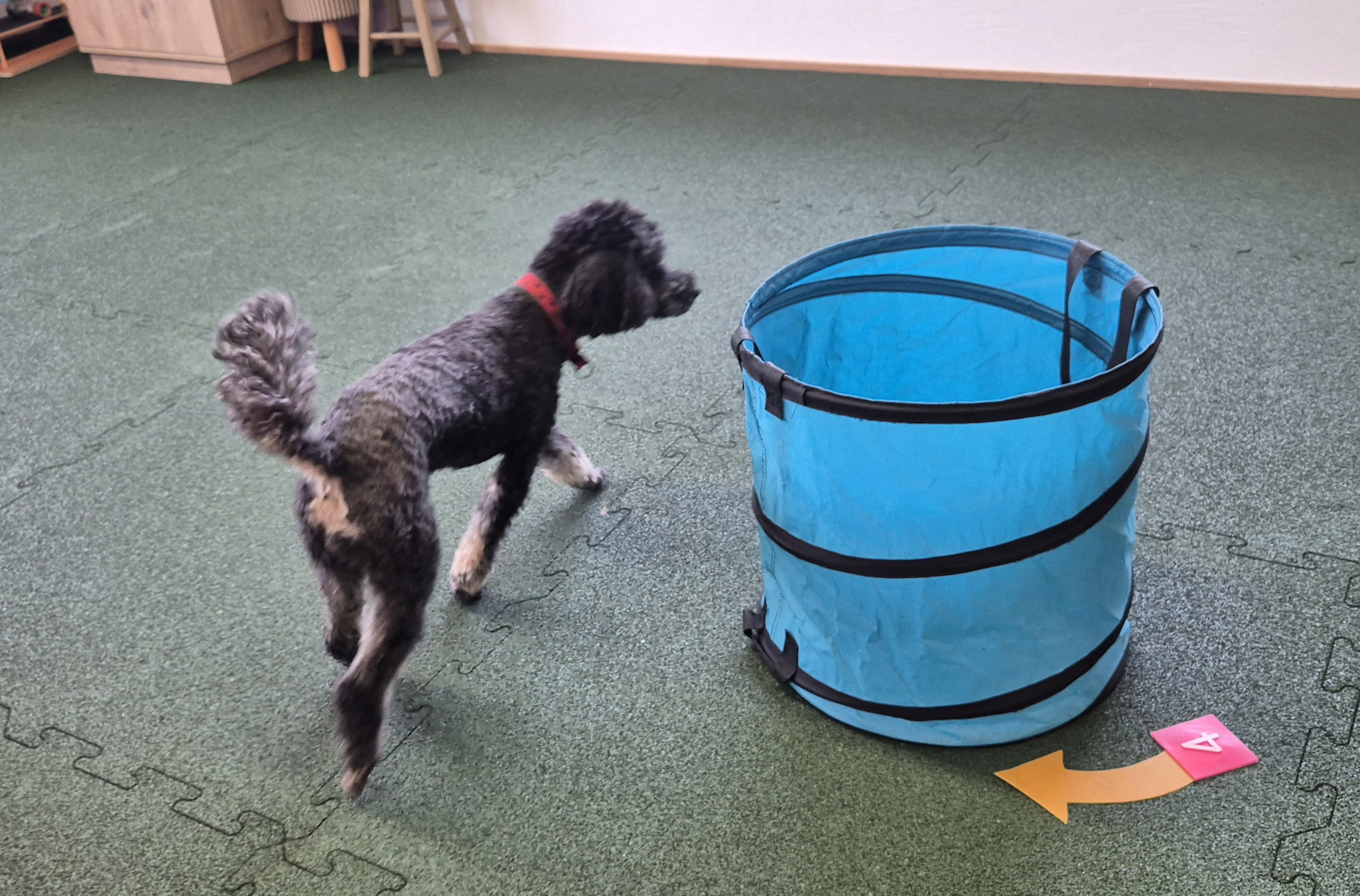 Impression aus dem Hundetraining – Foto 10