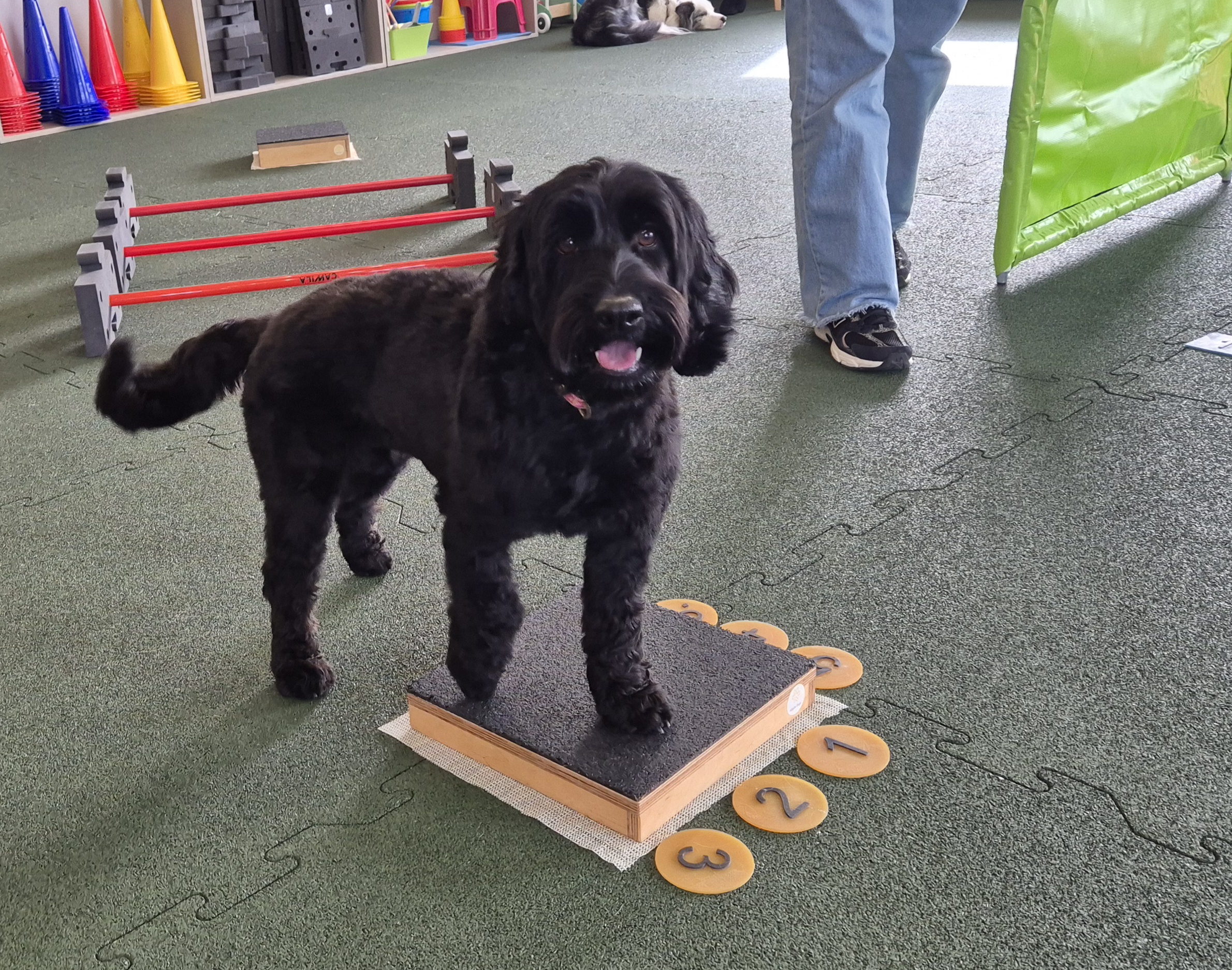 Impression aus dem Hundetraining – Foto 11
