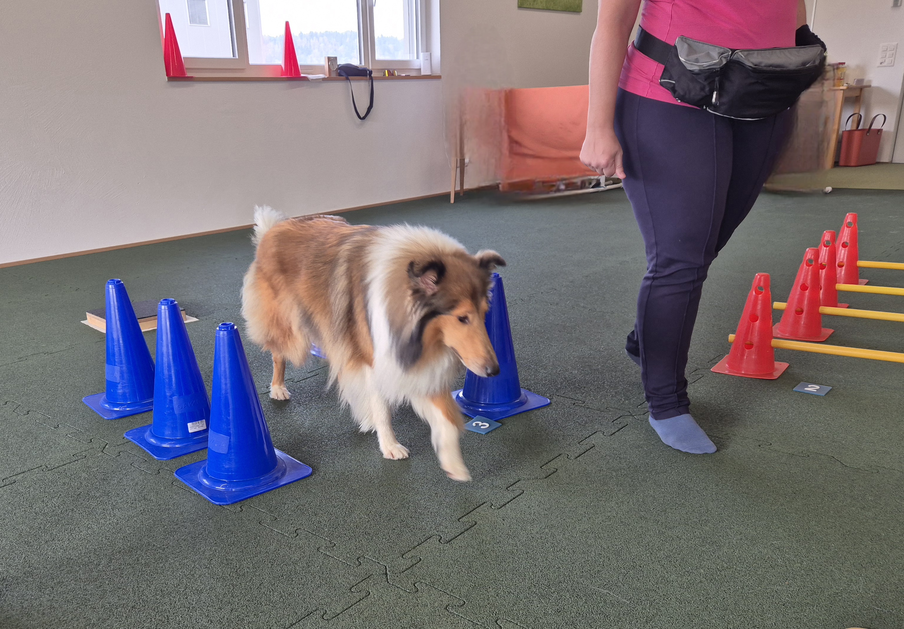 Impression aus dem Hundetraining – Foto 12