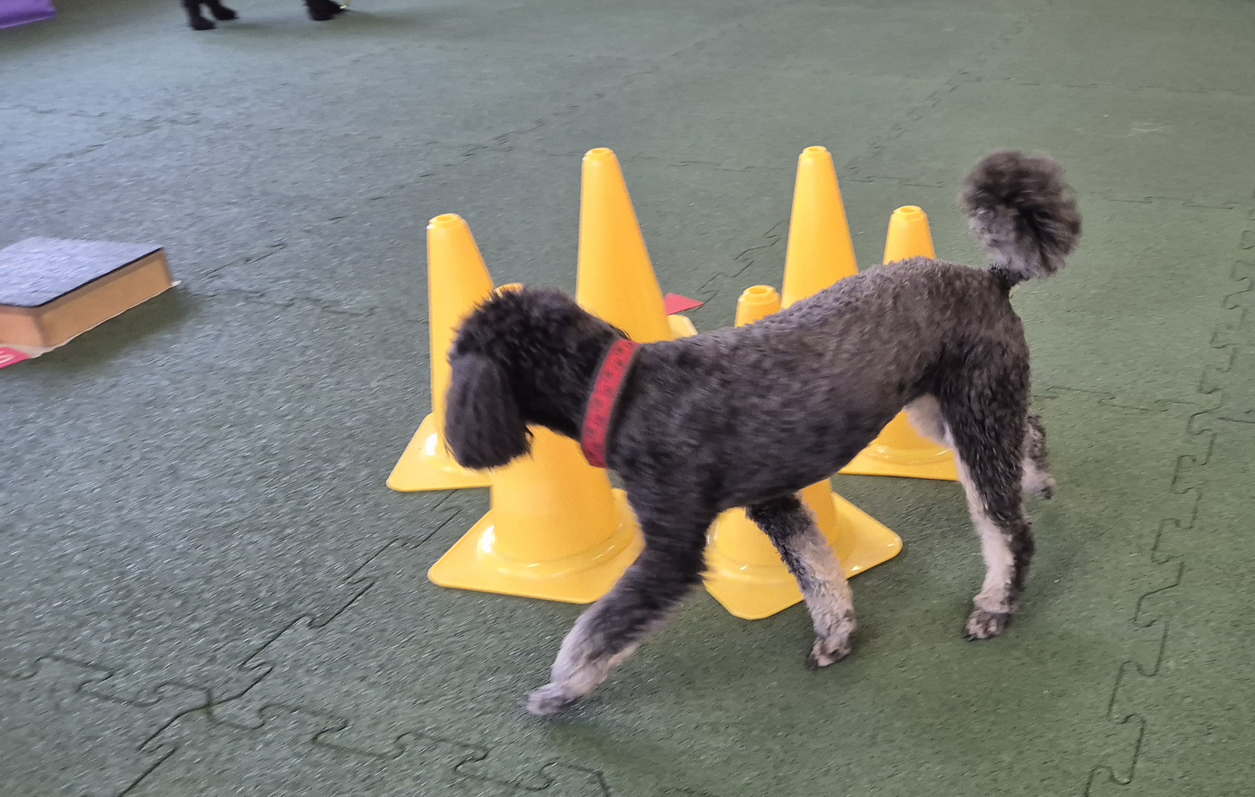 Impression aus dem Hundetraining – Foto 13