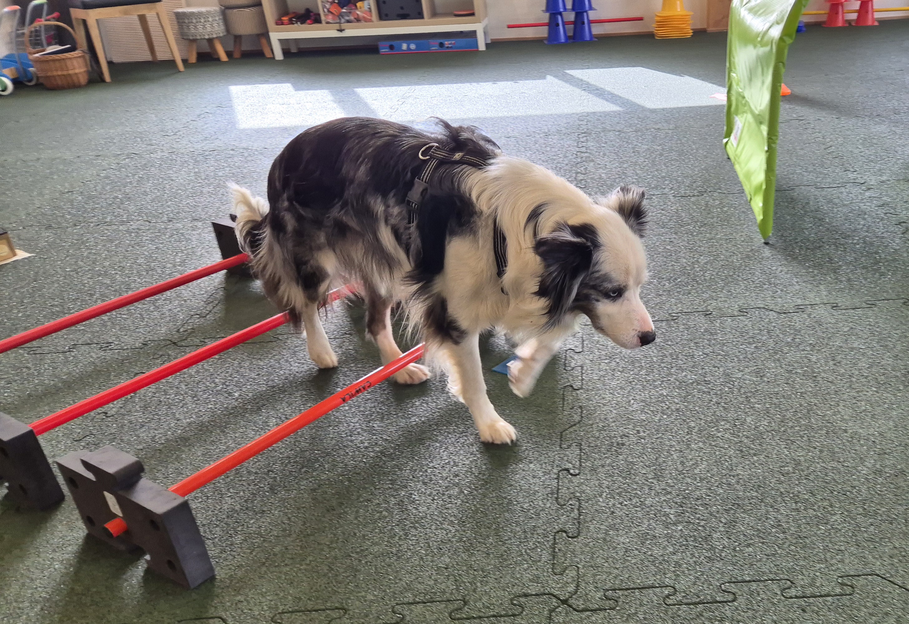 Impression aus dem Hundetraining – Foto 15