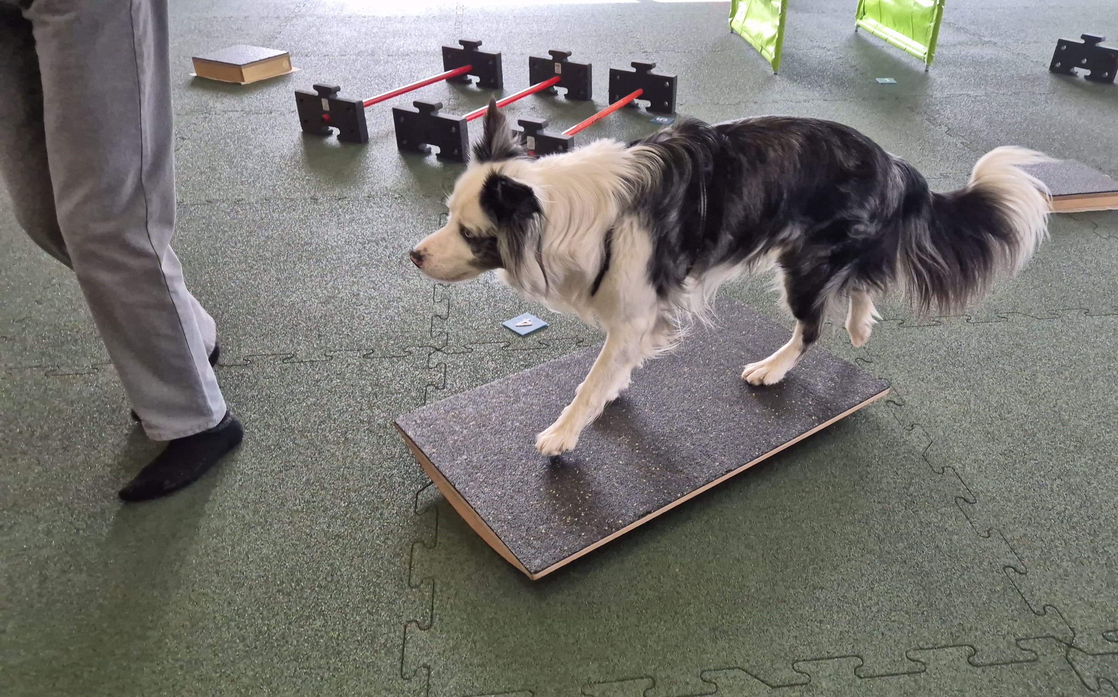 Hund trainiert auf dem Balance-Board neben dem Menschen