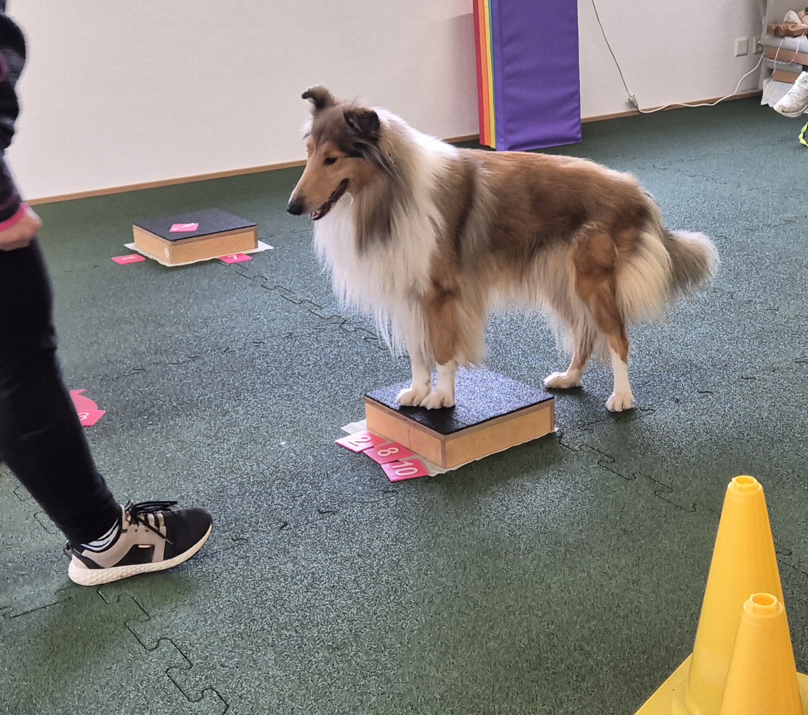 Impression aus dem Hundetraining – Foto 17