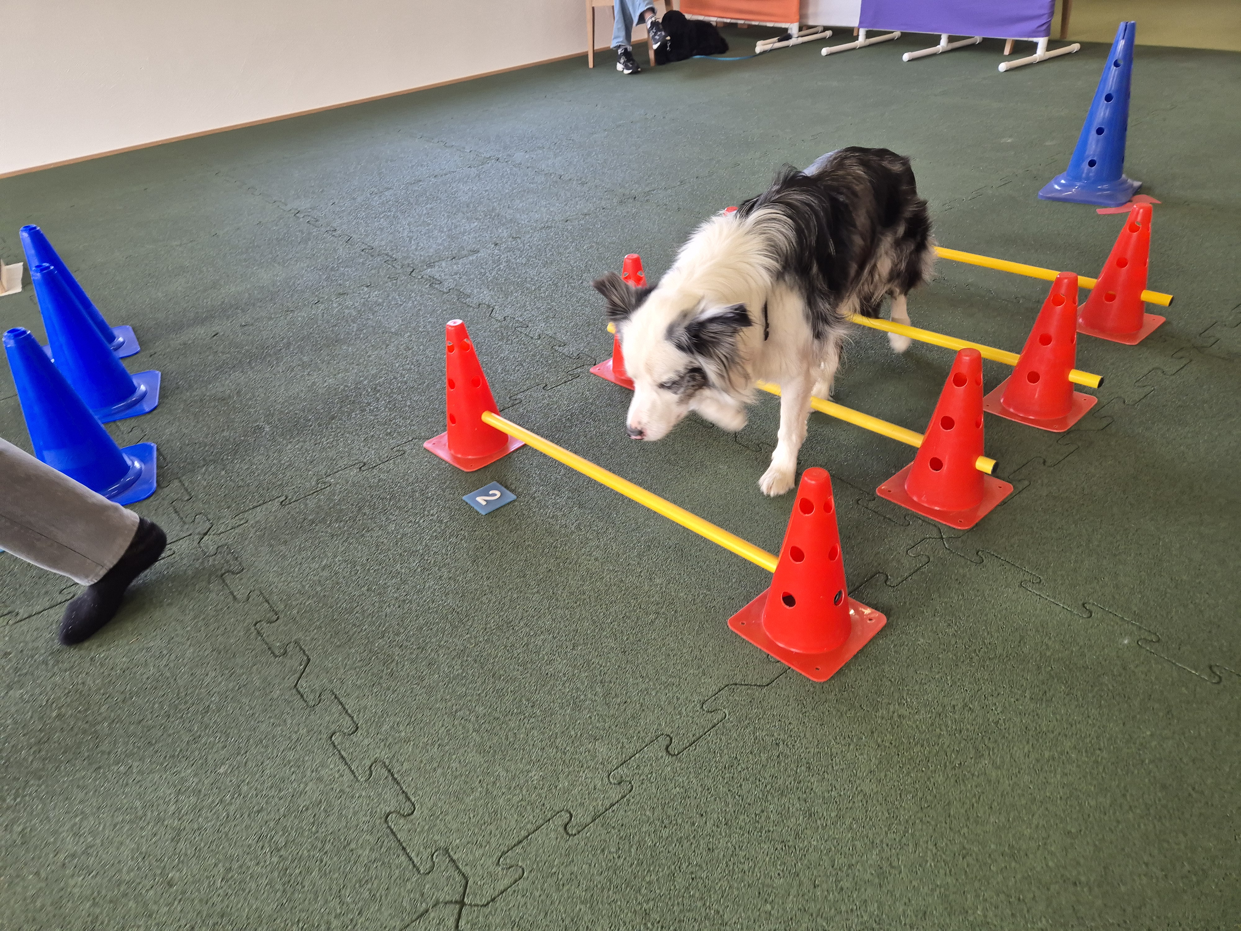 Impression aus dem Hundetraining – Foto 18