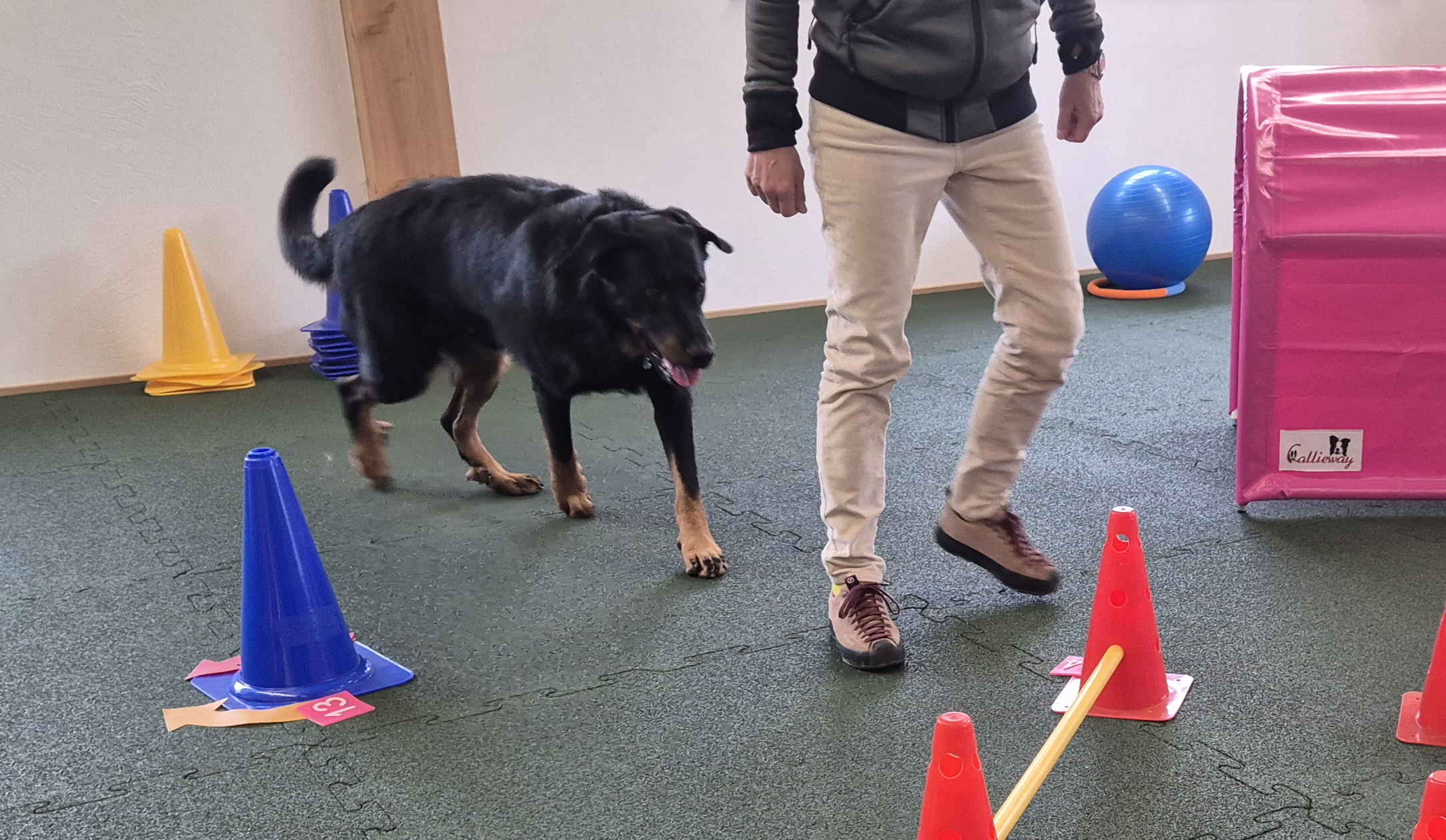 Impression aus dem Hundetraining – Foto 19