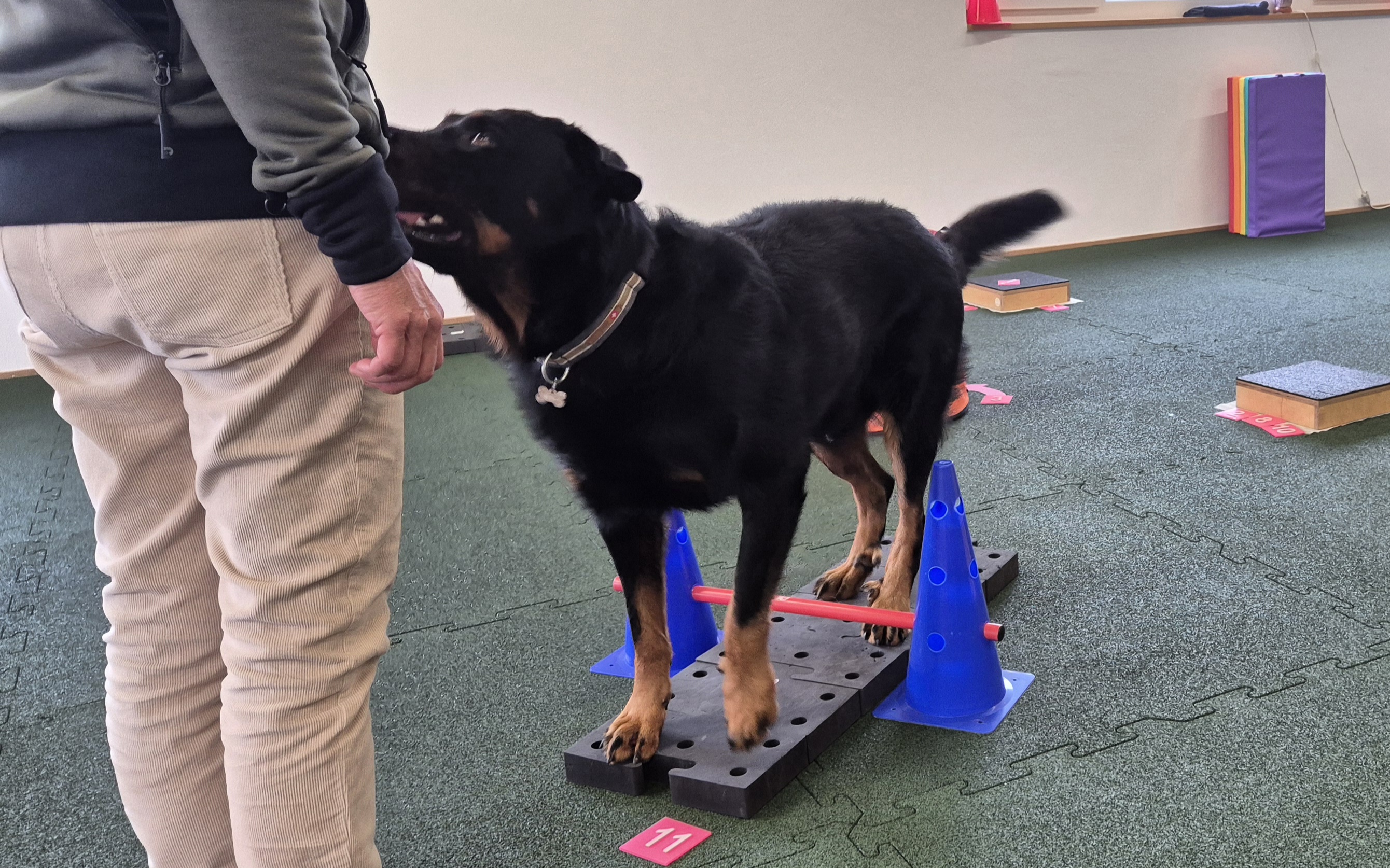 Impression aus dem Hundetraining – Foto 20