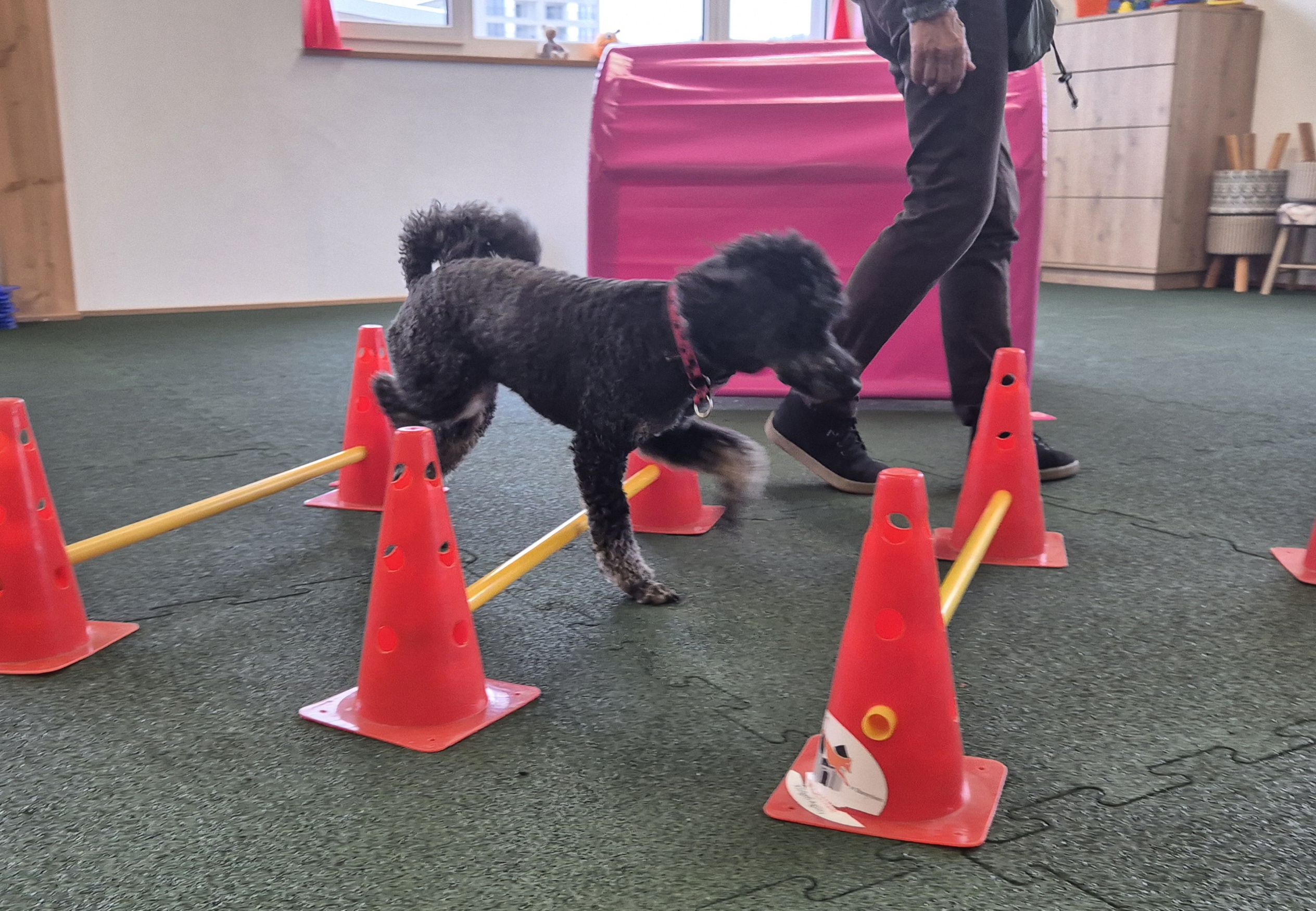 Impression aus dem Hundetraining – Foto 21