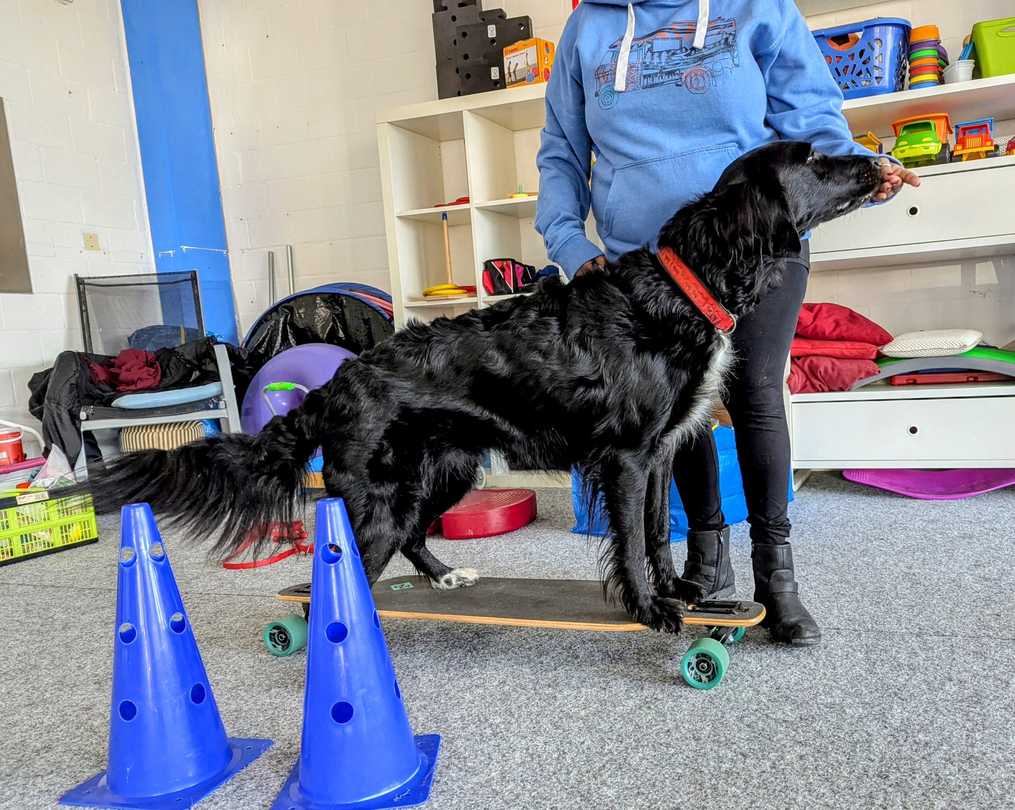 Impression aus dem Hundetraining – Foto 23