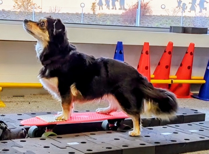 Impression aus dem Hundetraining – Foto 24