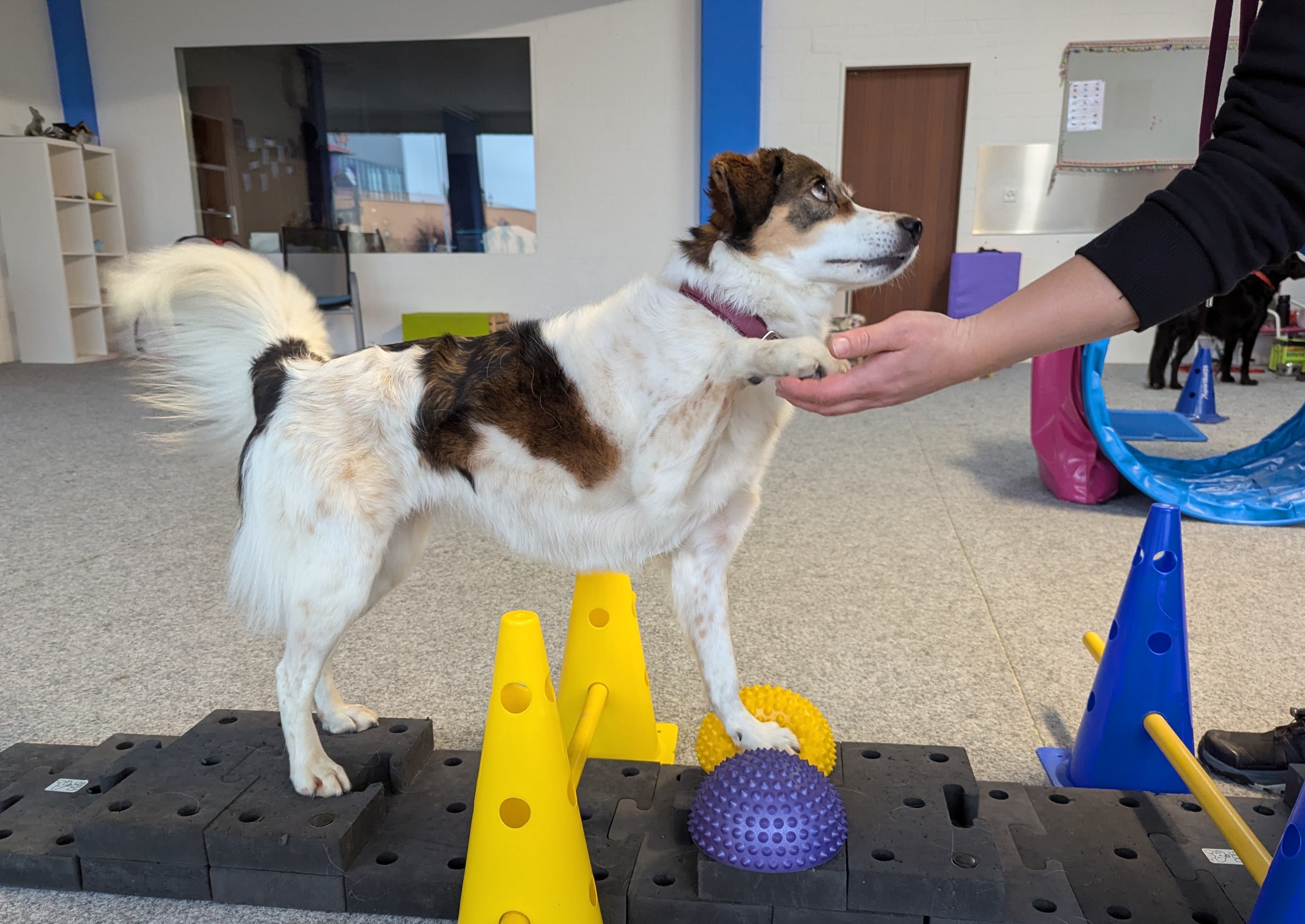 Impression aus dem Hundetraining – Foto 25
