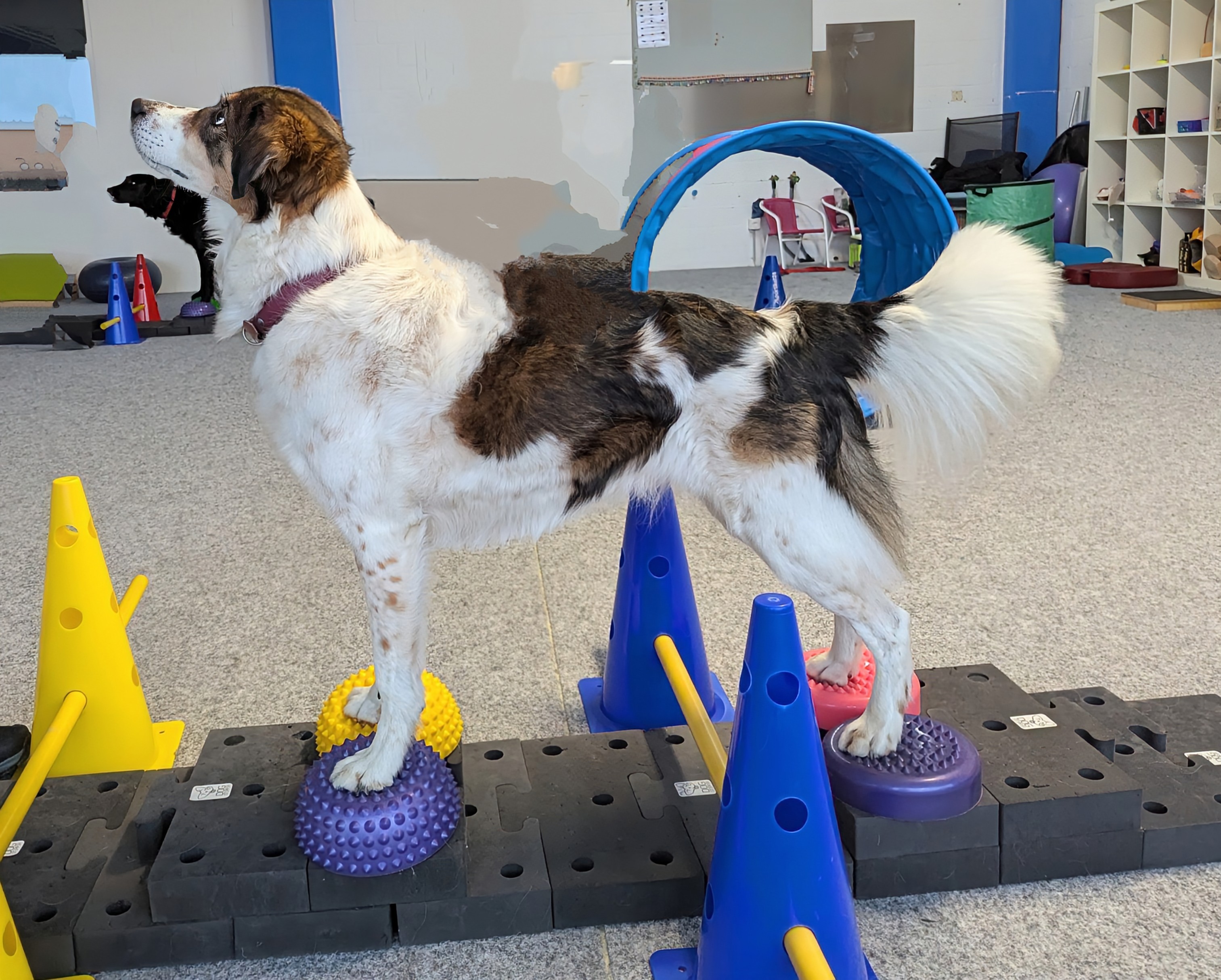 Impression aus dem Hundetraining – Foto 26