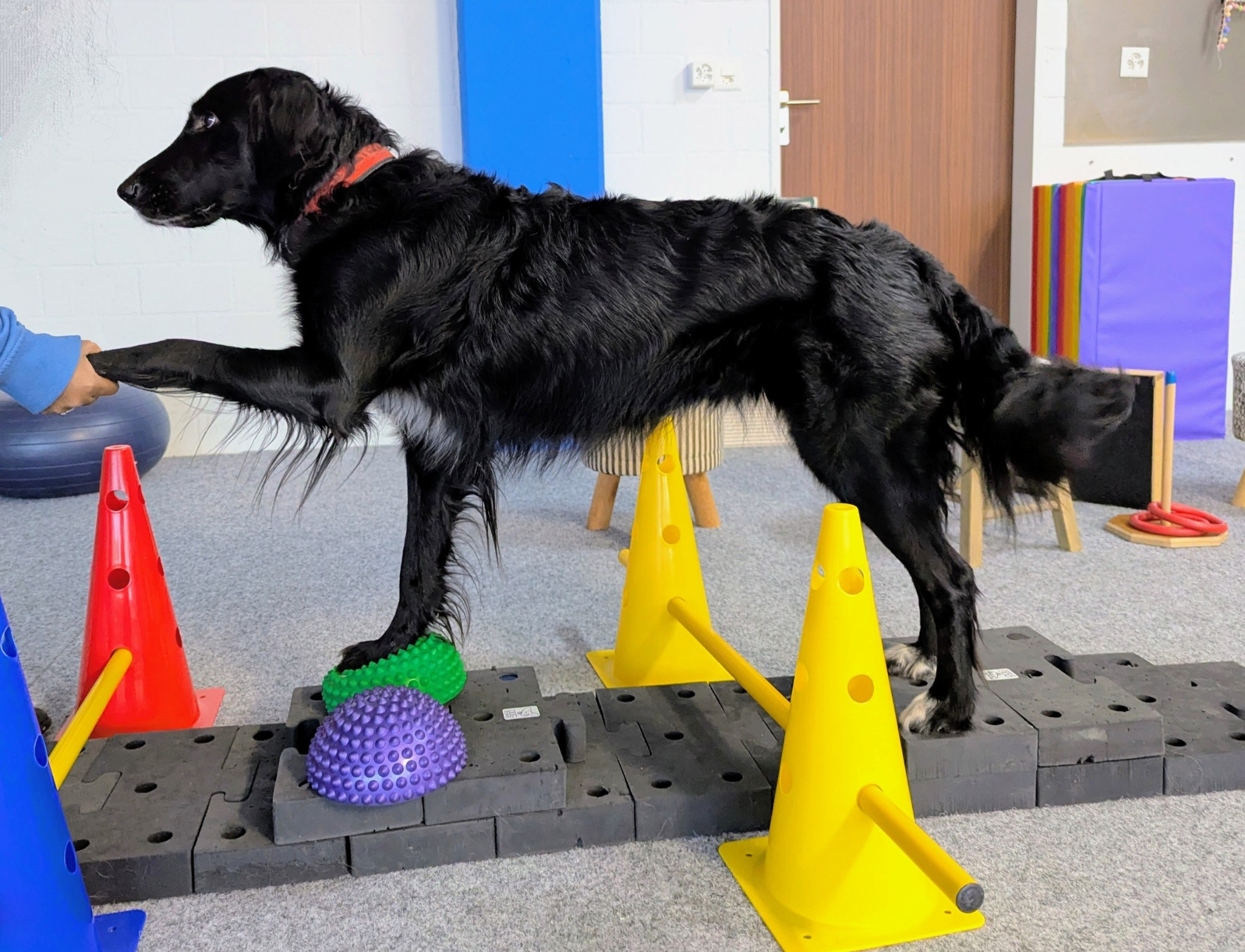 Impression aus dem Hundetraining – Foto 27