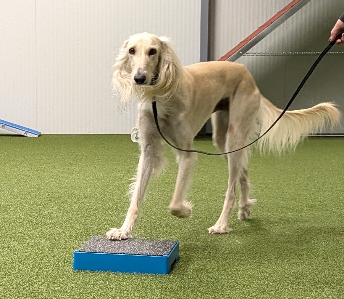 Impression aus dem Hundetraining – Foto 28