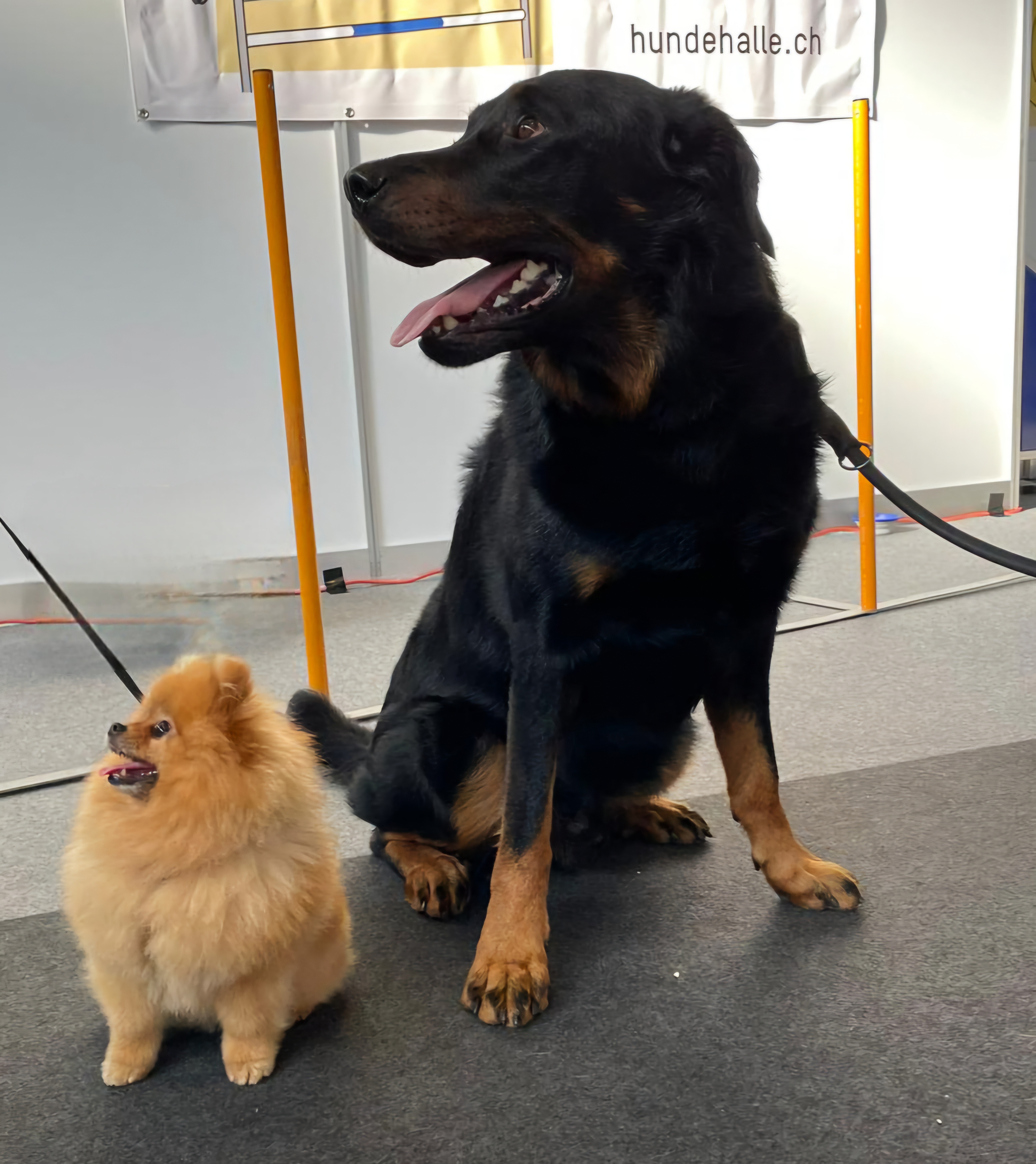 Grosser und kleiner Hund sitzen entspannt nebeneinander