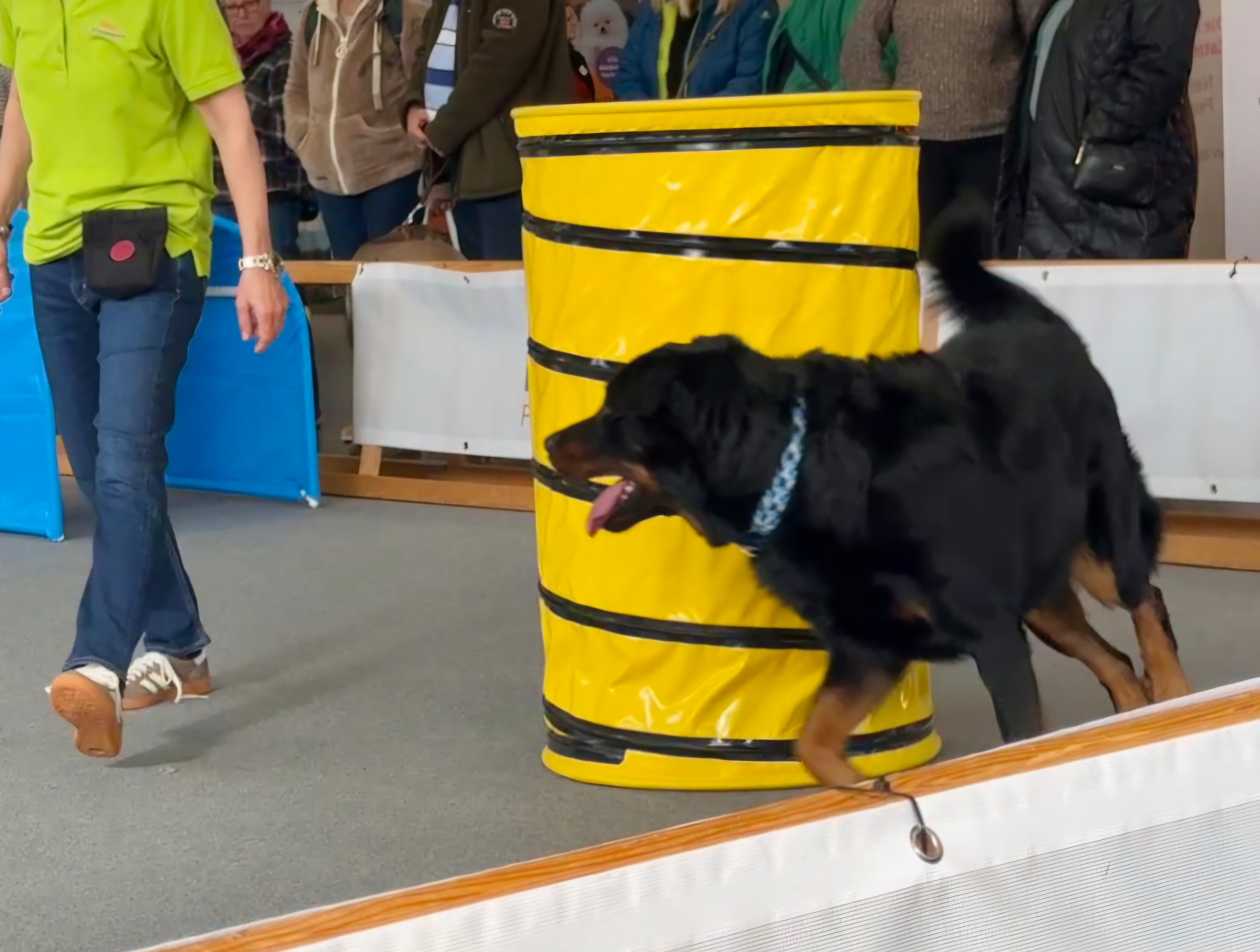 Impression aus dem Hundetraining – Foto 30