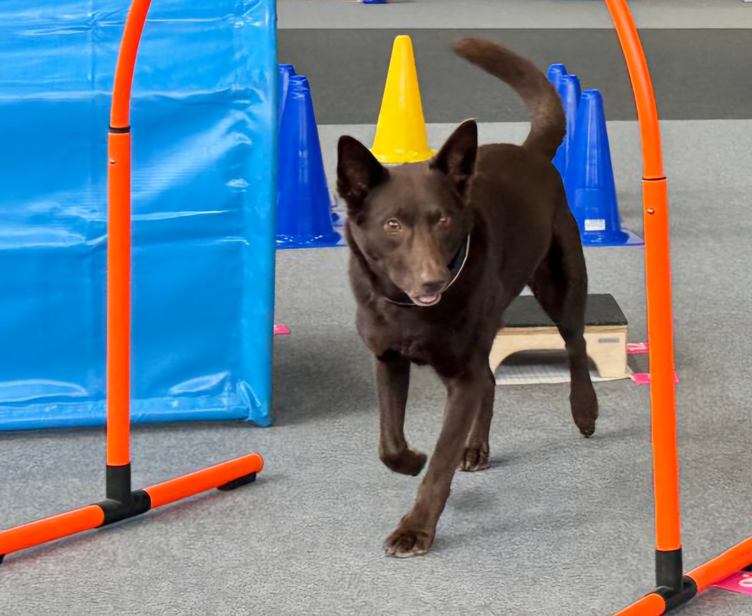 Impression aus dem Hundetraining – Foto 31