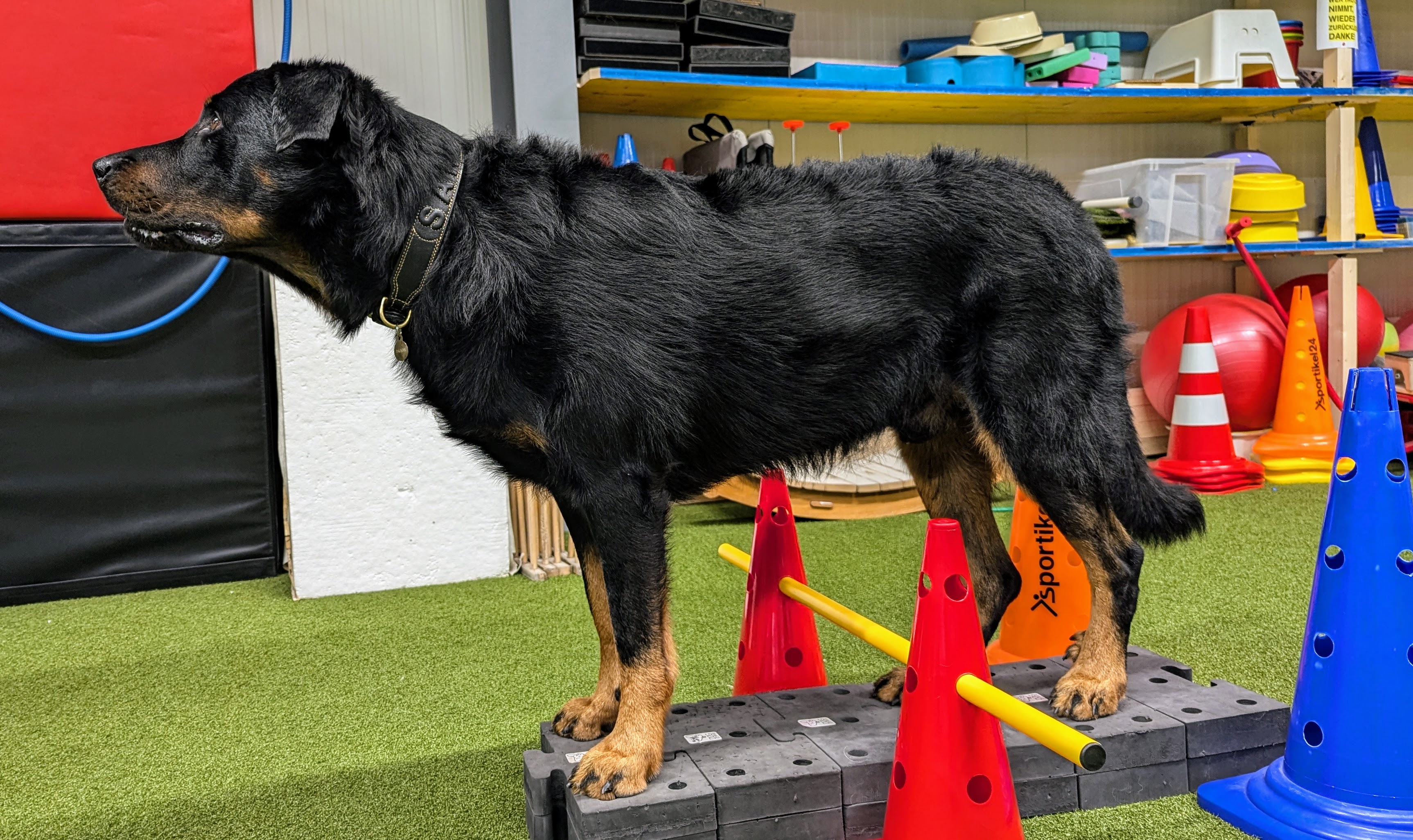 Impression aus dem Hundetraining – Foto 32