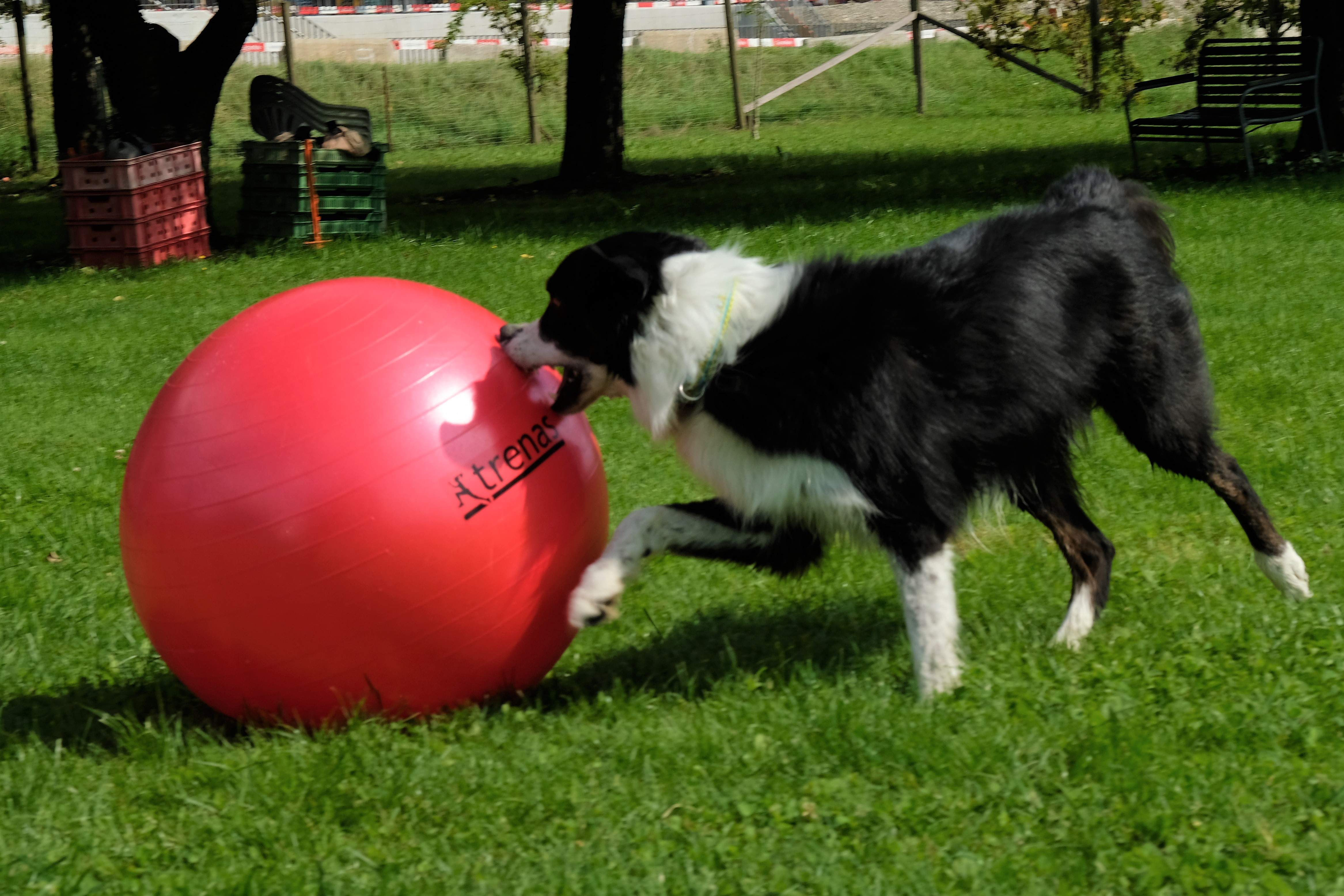 Border Collie spielt mit dem roten Gymnastikball