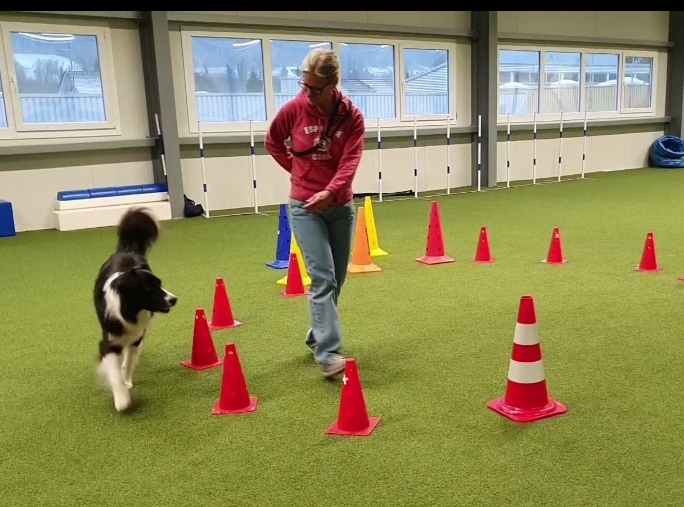 Impression aus dem Hundetraining – Foto 34