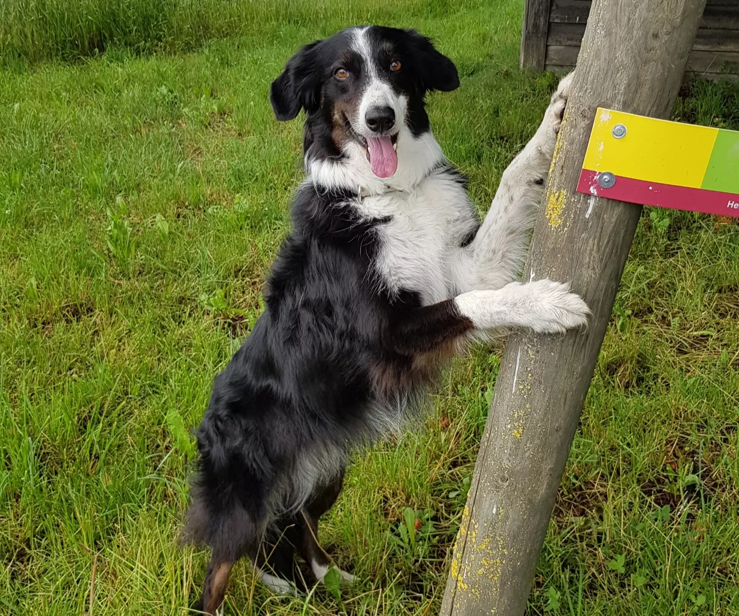 Impression aus dem Hundetraining – Foto 35