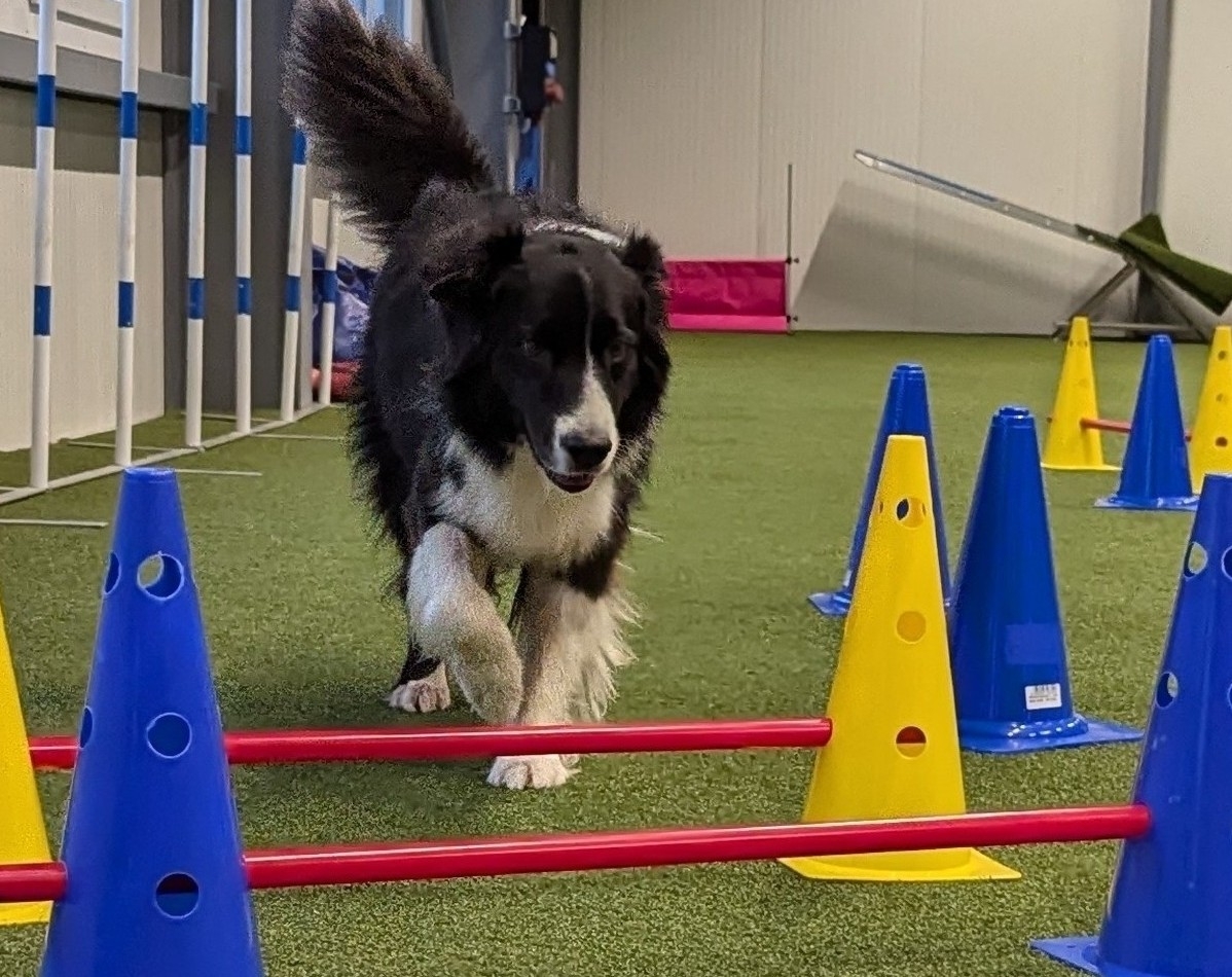 Impression aus dem Hundetraining – Foto 36