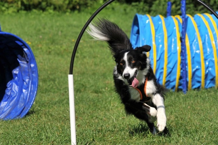 Impression aus dem Hundetraining – Foto 37