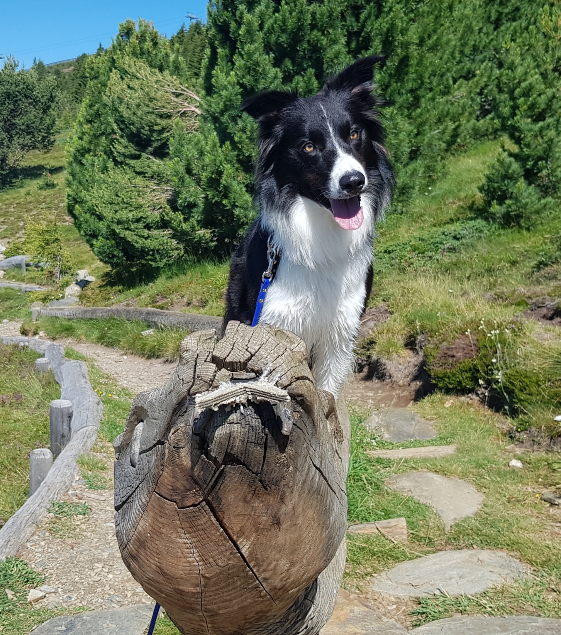 Impression aus dem Hundetraining – Foto 38