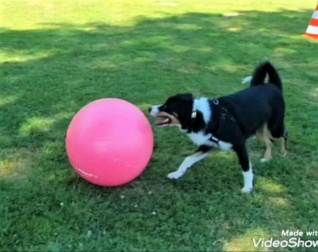Impression aus dem Hundetraining – Foto 39