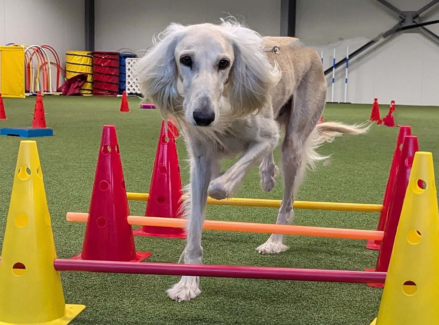 Impression aus dem Hundetraining – Foto 40