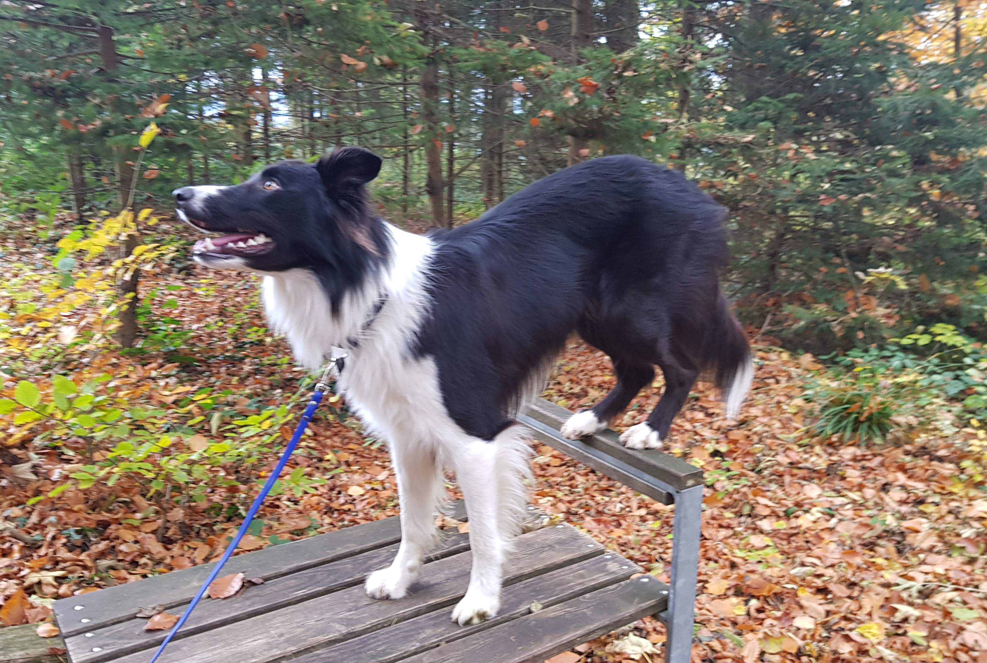 Impression aus dem Hundetraining – Foto 41