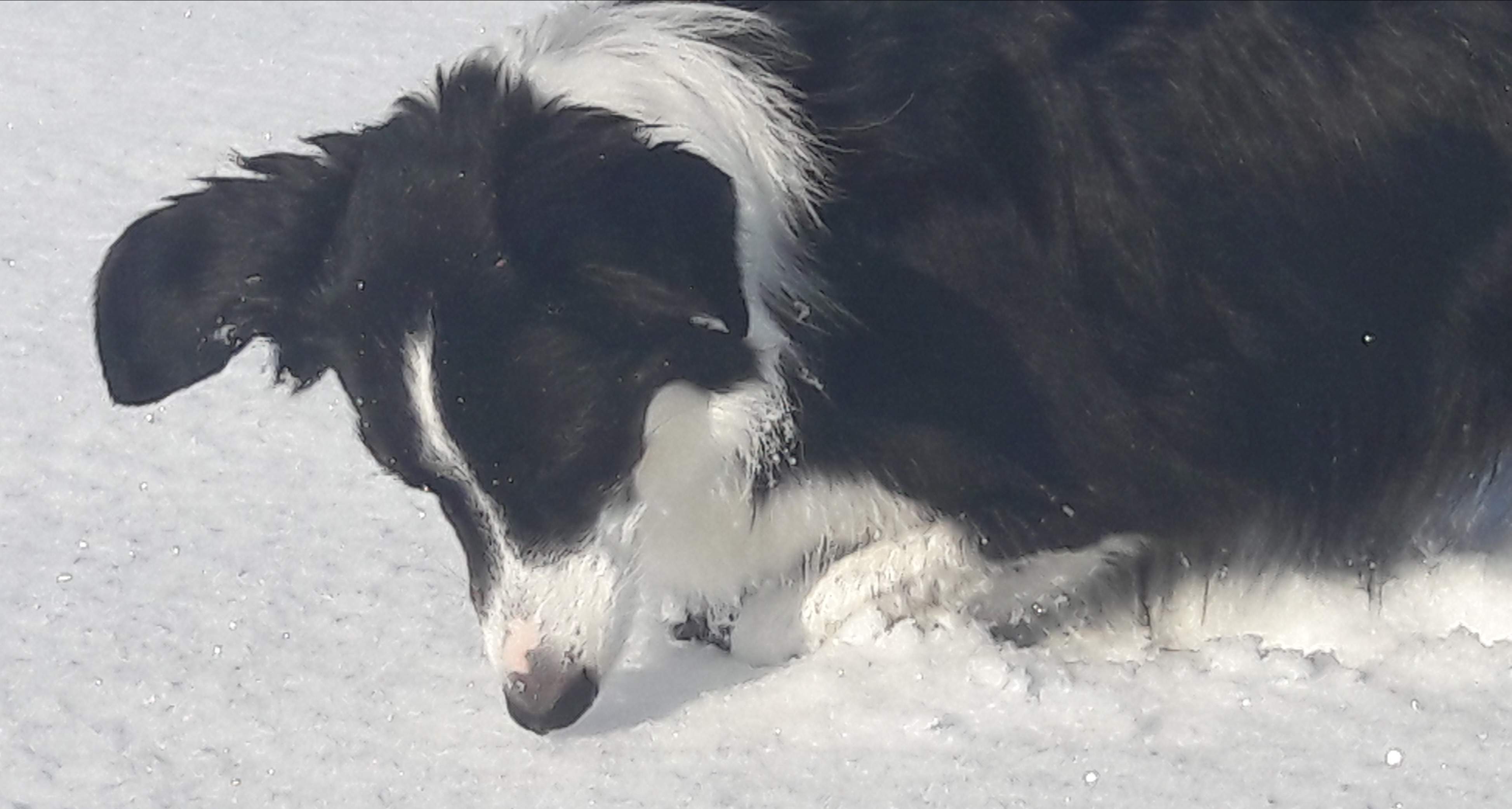 Impression aus dem Hundetraining – Foto 42