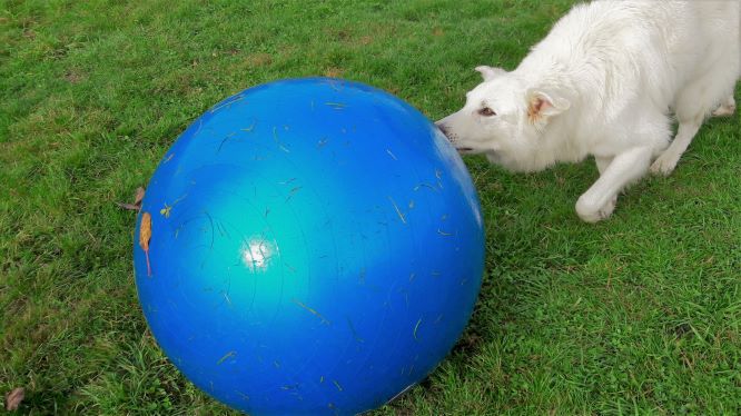 Impression aus dem Hundetraining – Foto 43