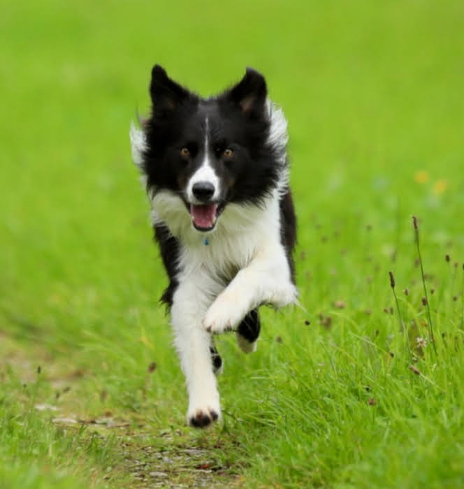 Border Collie läuft freudig über eine grüne Wiese
