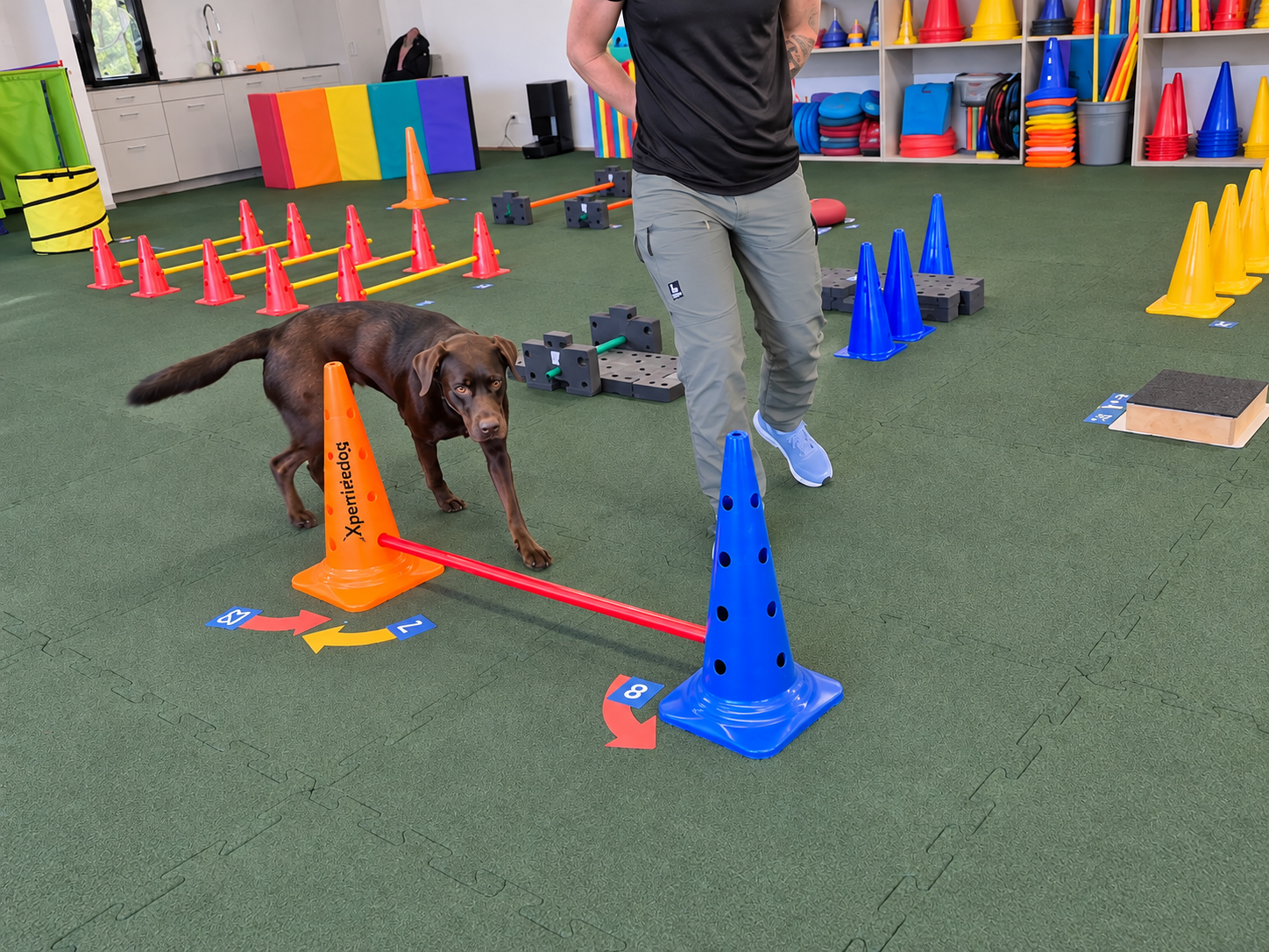 Hund und Mensch trainieren einen Fitness-Loop-Parcours